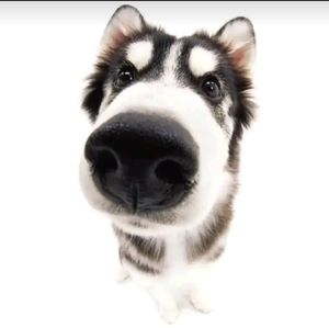 Meet your Posher, Riley